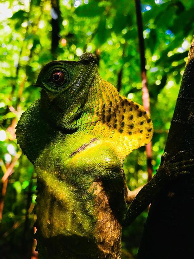 Rainforest Mount Lodge Денияйя Экстерьер фото